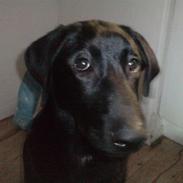 Blanding af racer Zeus