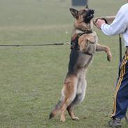 Schæferhund Rapi Nando