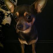 Chihuahua Ed