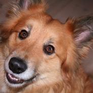 Islandsk fårehund Lucky