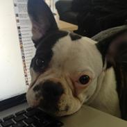 Fransk bulldog Trunte