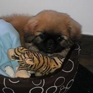 Pekingeser Chicho