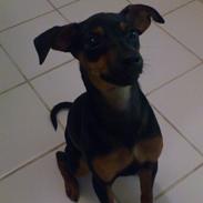 Dvaergpinscher Jessie