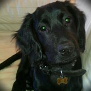 Engelsk springer spaniel Idéfix