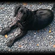 Engelsk springer spaniel Idéfix