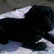 Engelsk springer spaniel Idéfix