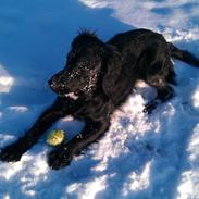 Engelsk springer spaniel Idéfix