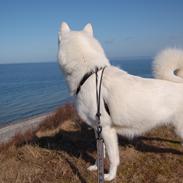 Blanding af racer Lajka