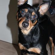 Dvaergpinscher Chico