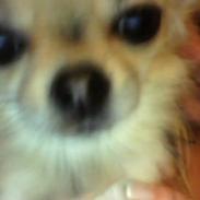 Chihuahua Lille dianco