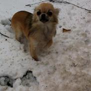 Chihuahua Lille dianco