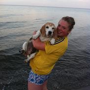 Beagle Matilde *Himmelhund*