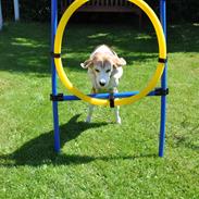 Beagle Matilde *Himmelhund*