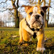 Engelsk bulldog Norma Jeane