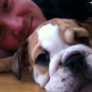 Engelsk bulldog Norma Jeane