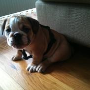 Engelsk bulldog Norma Jeane