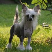 Chinese crested hårløs junior