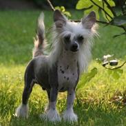 Chinese crested hårløs junior 