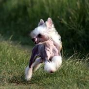 Chinese crested hårløs junior