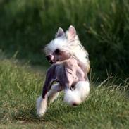 Chinese crested hårløs junior 