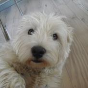 West highland white terrier Zenta