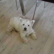 West highland white terrier Zenta
