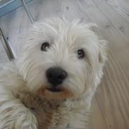West highland white terrier Zenta
