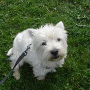 West highland white terrier Zenta