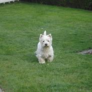 West highland white terrier Zenta