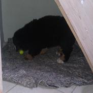 Berner sennenhund Carlos Ray Norris (Kaldenavn: Chuck)