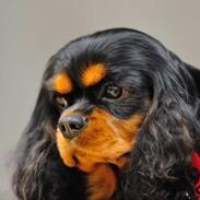 Cavalier king charles spaniel Grand Marica Sweet Vanilla (Luna)