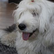 Old english sheepdog Molly