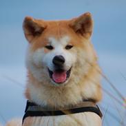 Akita inu Akio