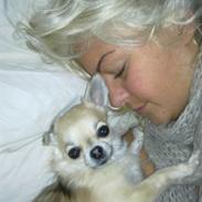 Chihuahua Lille dianco