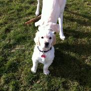 Golden retriever Sibi