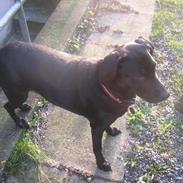 Blanding af racer tøsen 