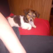 Blanding af racer tøsen 