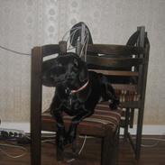 Blanding af racer tøsen 