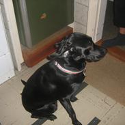 Blanding af racer tøsen 