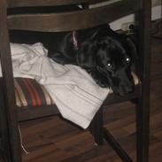 Blanding af racer tøsen 