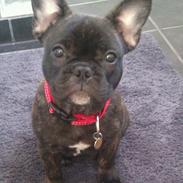 Fransk bulldog Maggi