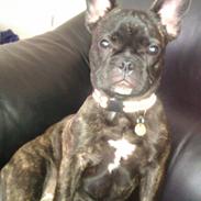 Fransk bulldog Maggi