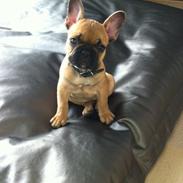 Fransk bulldog Agnes