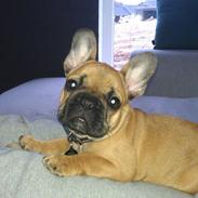 Fransk bulldog Agnes