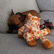 Fransk bulldog Agnes