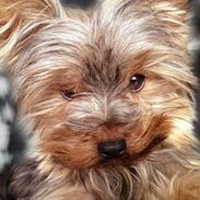 Yorkshire terrier Chica 