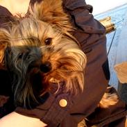 Yorkshire terrier Chica 