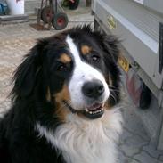 Blanding af racer mischa