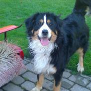 Blanding af racer mischa