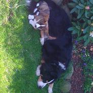 Blanding af racer mischa